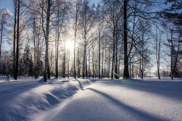 Χιονισμένο Χειμώνα Πάρκο Ηλιόλουστη Ημέρα Ψυχρός Χειμώνας Ένα Ισχυρό Παγετό — Φωτογραφία Αρχείου