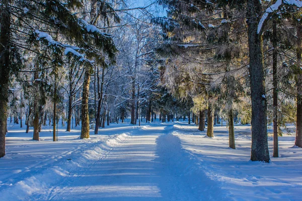 Schneebedeckter Winterpark Winter Sonnig Frostiger Tag Ein Strenger Frost Park — Stockfoto