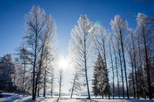 Śnieżna Zima Park Słoneczny Dzień Mroźne Zimy Silnym Mrozie Parku — Zdjęcie stockowe