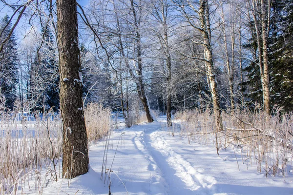 Schneebedeckter Winterpark Winter Sonnig Frostiger Tag Ein Strenger Frost Park — Stockfoto