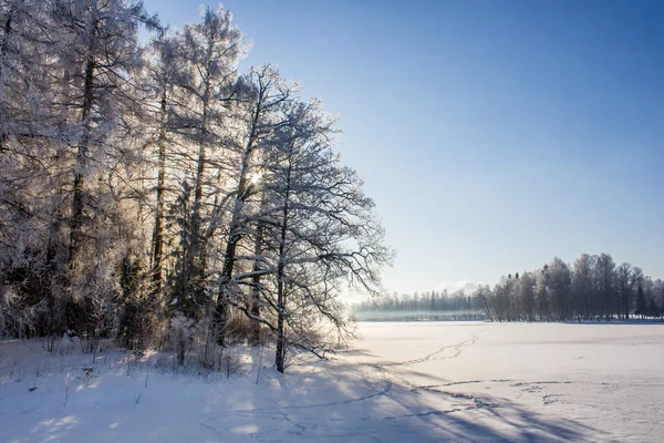 Parque Inverno Nevado Inverno Ensolarado Dia Gelado Uma Geada Severa — Fotografia de Stock