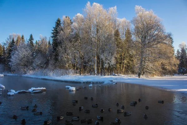 Snowy Winter Park Winter Sunny Frosty Day Severe Frost Park — Stock Photo, Image