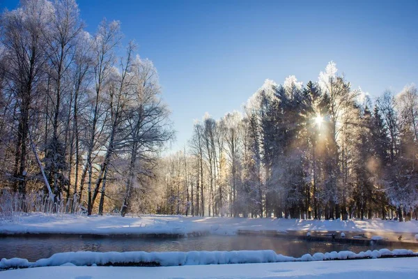 Parco Invernale Innevato Inverno Soleggiato Giornata Gelida Forte Gelo Nel — Foto Stock