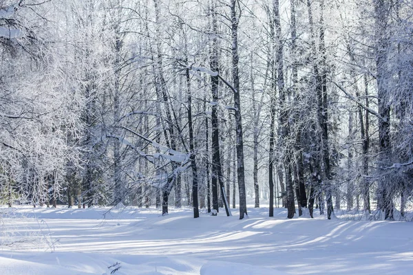 Parque Inverno Nevado Inverno Ensolarado Dia Gelado Uma Geada Severa — Fotografia de Stock