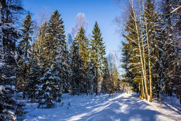 Parque Invierno Nevado Invierno Soleado Día Helado Una Helada Severa — Foto de Stock