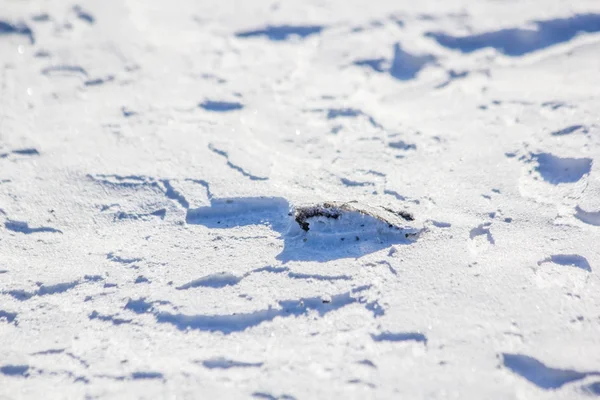 Texture Neige Ombres Dans Neige — Photo