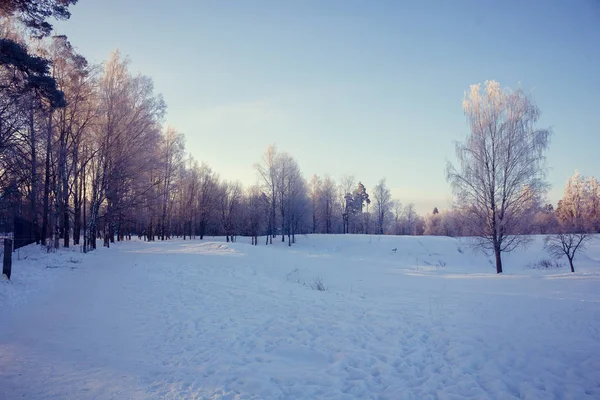 Snowy Winter Park Zonnige Ijzige Winterdag Een Strenge Vorst Het — Stockfoto