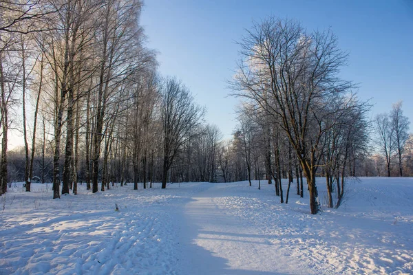 雪に覆われた冬の公園 冬の晴れた冷ややかな日 公園での厳しい霜 レニングラード州 ロシア — ストック写真