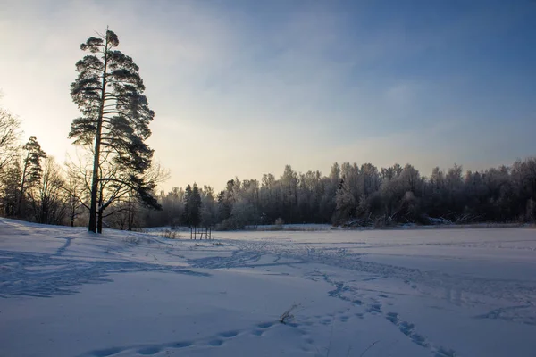 Śnieżna Zima Park Słoneczny Dzień Mroźne Zimy Silnym Mrozie Parku — Zdjęcie stockowe