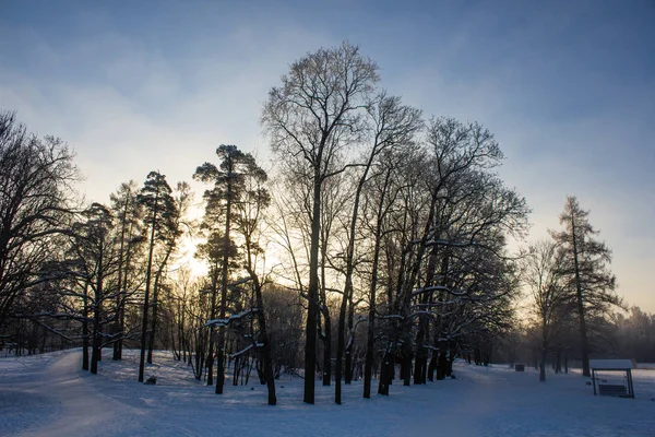 Śnieżna Zima Park Słoneczny Dzień Mroźne Zimy Silnym Mrozie Parku — Zdjęcie stockowe