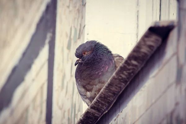 Beslenmiş Bir Güvercin Güneşin Tadını Çıkarma — Stok fotoğraf
