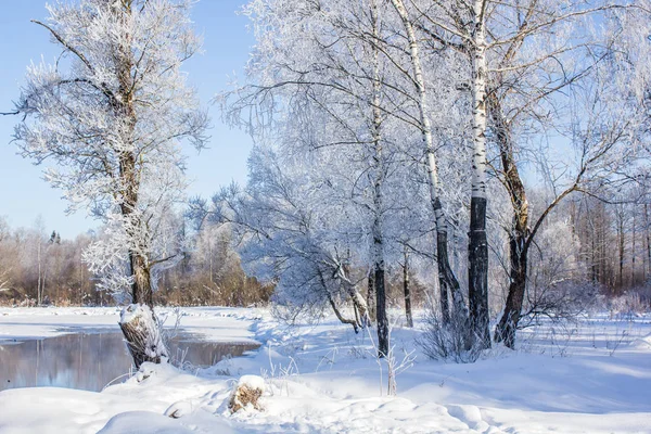 Parc Hiver Enneigé Hiver Ensoleillé Journée Givrée Une Forte Gelée Photos De Stock Libres De Droits