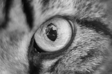 Yerli kedi gözünde korku