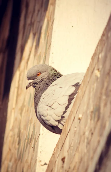 Pigeon Bien Nourri Prélasse Soleil — Photo