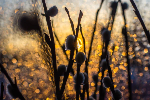 Bourgeons Gonflés Branches Saule — Photo