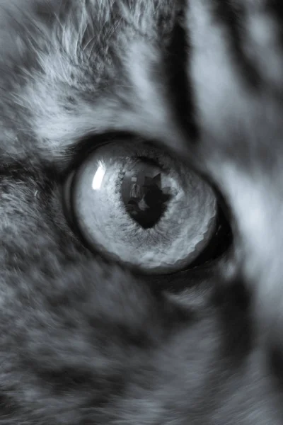 Страх Очах Домашньої Кішки — стокове фото