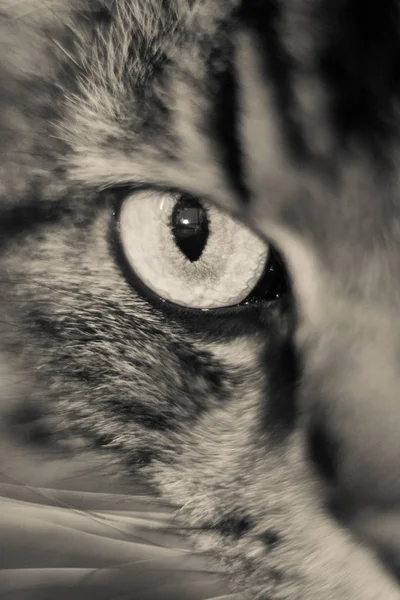 Φόβος Στα Μάτια Του Μια Εσωτερική Γάτα — Φωτογραφία Αρχείου