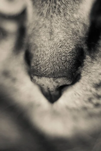 Nos Kot Domowy — Zdjęcie stockowe