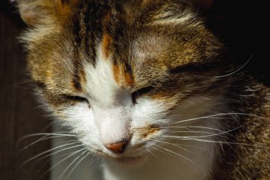 sokak kedi çok mutsuz