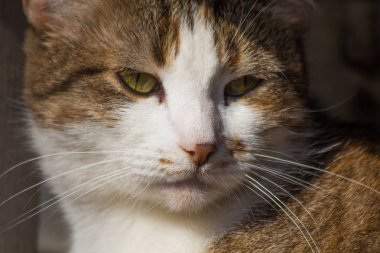 sokak kedi çok mutsuz