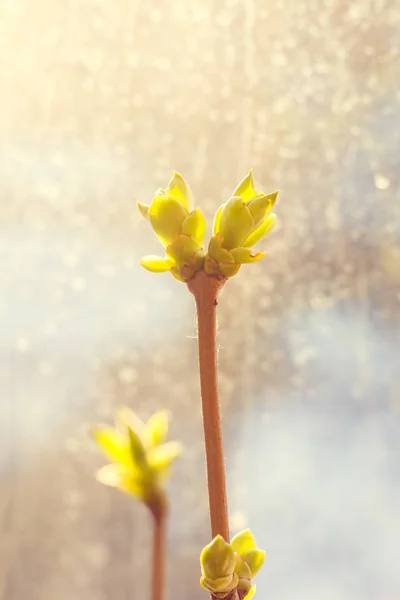 Fiatal Virágzó Ága Naplemente Lila — Stock Fotó