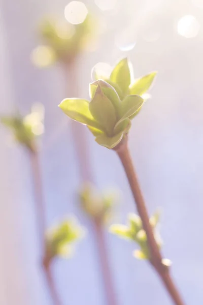 Ung Blommande Gren Lila Solnedgången — Stockfoto