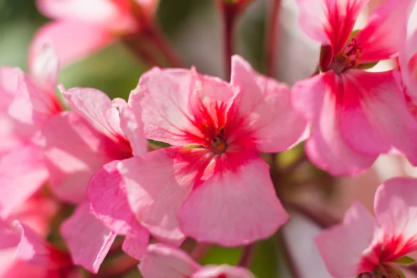 Flowering Home Flower Geranium — Stock Photo, Image