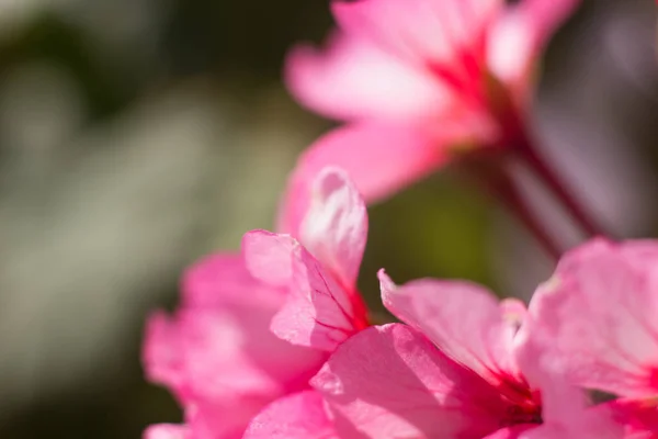 Flowering Home Flower Geranium — Stock Photo, Image