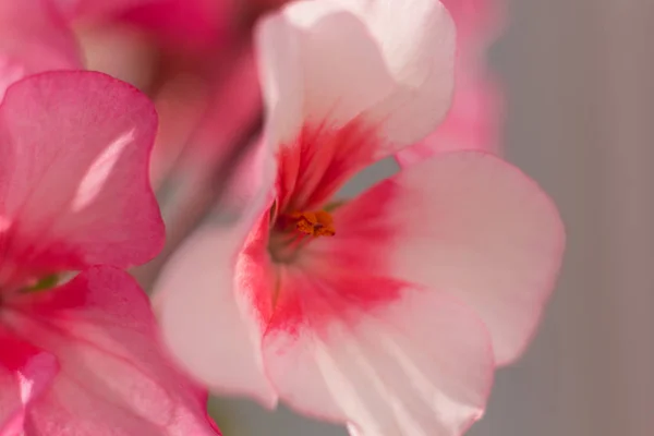 Kvetoucí Domácí Květiny Kakost — Stock fotografie