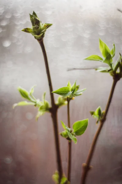 Galho Verde Folhas Novas Lilás — Fotografia de Stock