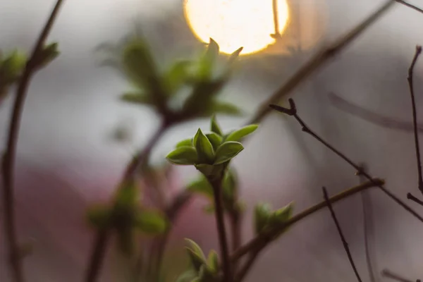 Πράσινο Κλαδί Της Πασχαλιάς Νέα Φύλλα — Φωτογραφία Αρχείου