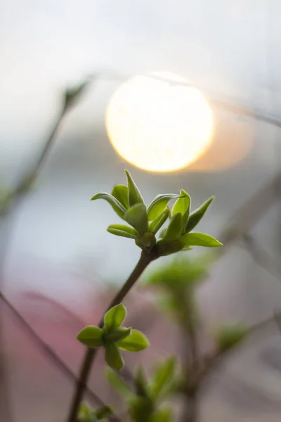 Galho Verde Folhas Novas Lilás — Fotografia de Stock