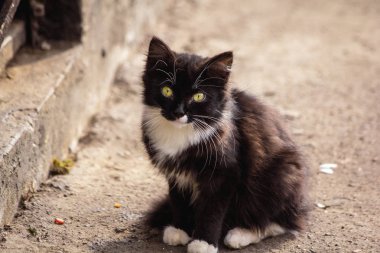 Küçük sokak siyah yavru kedi