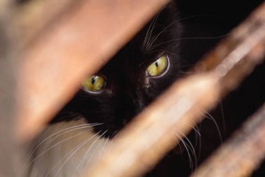 Küçük sokak siyah yavru kedi