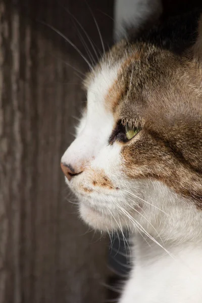 Gatan Katten Mycket Olycklig — Stockfoto