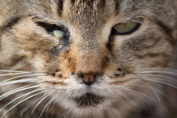 Вуличний Кіт Дуже Нещасний — стокове фото