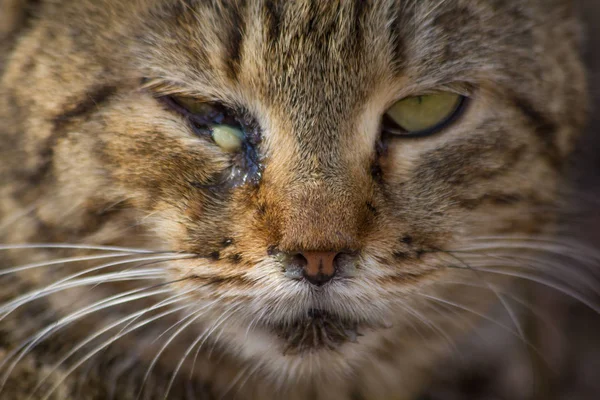 Gatan Katten Mycket Olycklig — Stockfoto