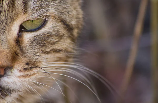 Gatan Katten Mycket Olycklig — Stockfoto