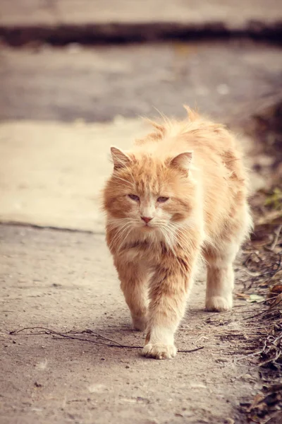 赤髪の通り肌の猫 — ストック写真