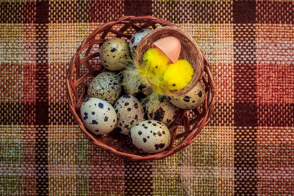 Sepette Bıldırcın Yumurtası — Stok fotoğraf