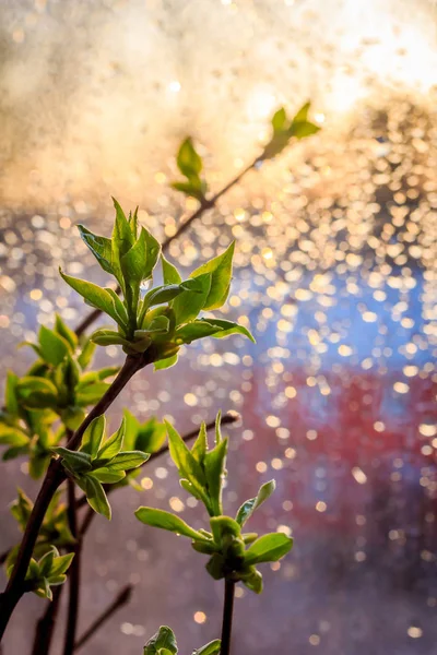 Ramo Lilases Floresceu Primavera Pôr Sol — Fotografia de Stock