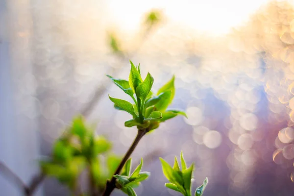 Egyik Ága Orgonát Virágzott Tavaszi Naplementekor — Stock Fotó