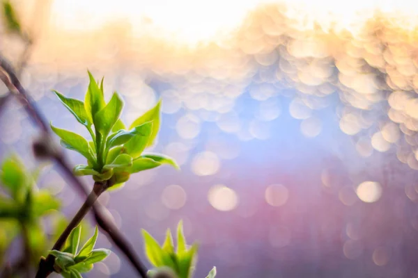 Ramo Lilases Floresceu Primavera Pôr Sol — Fotografia de Stock