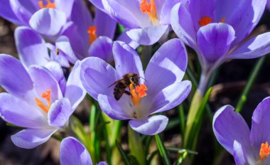 Böcekler bir çiçek polen toplamak