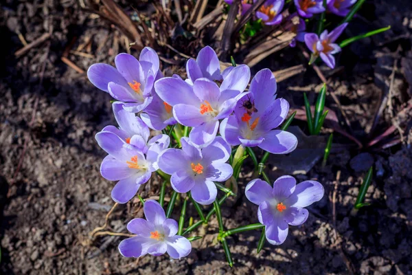 Flieder Blüht Krokusse — Stockfoto