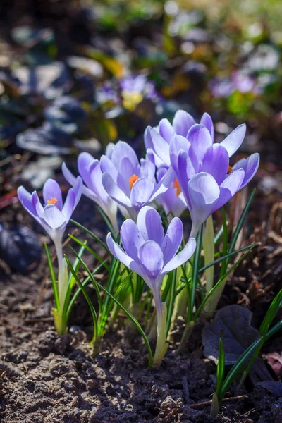 Lilac Flowers Crocus Blooming — Stock Photo, Image