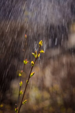 Şu yeni gelişen ağaç dal ve yağmur damlaları. Yeni bir hayat