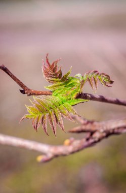 Yeni gelişen bir ağaç dalı. Yeni bir hayat