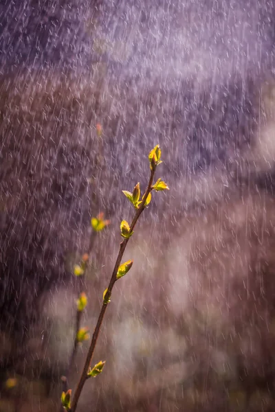Blossoming Tree Twig Raindrops New Life — Stock Photo, Image