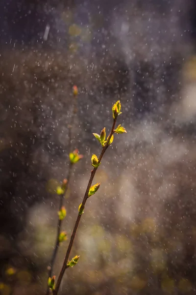 Brindille Arbre Fleurs Gouttes Pluie Une Nouvelle Vie — Photo